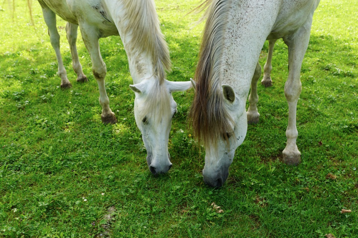 7 Ways to Keep Your Horse Safe in Hot Weather Fauna Care